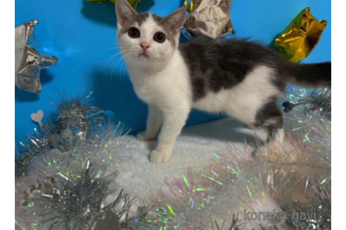 成約済の大阪府のスコティッシュフォールド-68354の2枚目